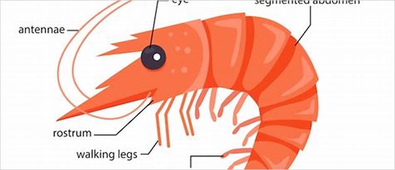 Parts of a shrimp